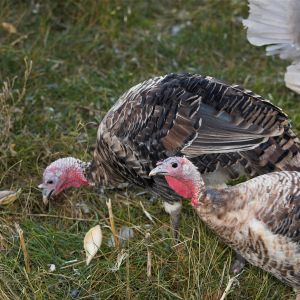 Sweetgrass hen and tom