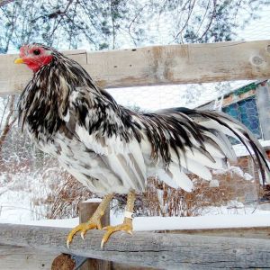 Splash Rooster Named Rannoch. Rannoch was trained to follow me, sit on my shoulder all day, fly up on my arm or a roost on command and come when called.