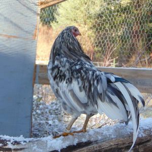 Splash Rooster Named Rannoch. Rannoch was trained to follow me, sit on my shoulder all day, fly up on my arm or a roost on command and come when called.
