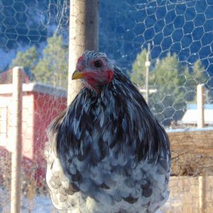 Splash Rooster Named Rannoch. Rannoch was trained to follow me, sit on my shoulder all day, fly up on my arm or a roost on command and come when called.