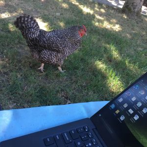 Bring your chicken to work day!