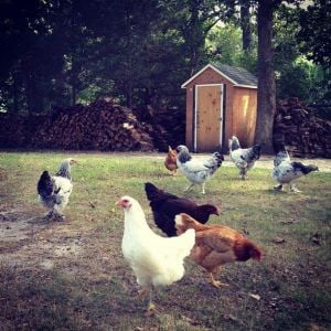 Free ranging, that is their unfinished coop in the background