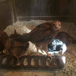 Welsummer (suspected cockerel) - 4 weeks