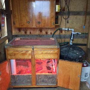 Storage area of coop. Base cabinet turned into a brooder for baby chicks. Has a 3" PVC tube for extra feed storage and a hose hook up to the main waterer that goes down to two poultry nipples. Currently brooding 10 bantams.