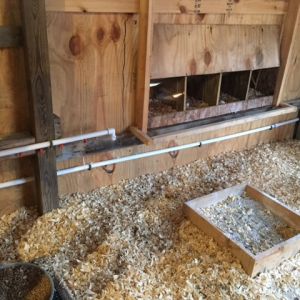 Picture showing nesting boxes, little sandbox to dust bath in. PVC water line with poultry nipples for inside of coop, another line that runs outside with more nipples to the future run area. Both lines can be turned off, drained through end caps.