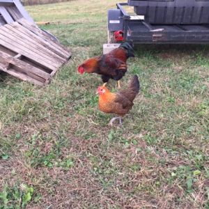 The only two chicks that I have right now besides what I have in the brooder. I had more at one point but a sly fox has been visiting the neighbors and I. Not sure the breed of my rooster, the hen is a golden campine I believe. Either way their a good couple.