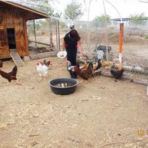 Maurine loves to tend to her flock.