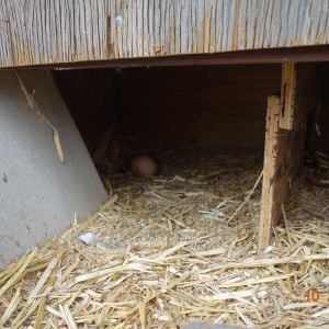 Some of the hens prefer laying their eggs under the coop than the nest boxes built around the sides of the coop.
