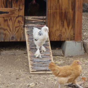 To the right of the large main double doors is a smaller 18"X36" door that doubles as a ramp for the chickens to go in and out of the coop. I added pieces of small tree branches for better traction.