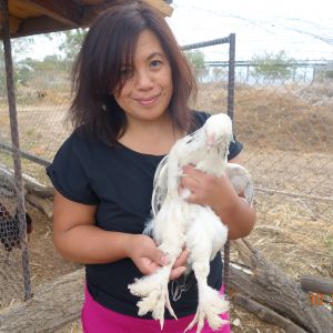 This cochin is one of the few chickens that our next door neighbor sold to us to help us get started with raising backyard chickens.