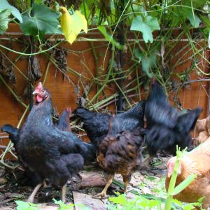 Chicken-aerobics... or the madness of chayote!