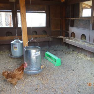 Hanging feeder and waterer inside the coop. The green feeder on the floor is for laying mash.