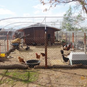 A view of the chicken coop and the run.