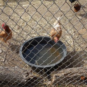 One thing I learned online is the use of a round rubber tub for waterers.