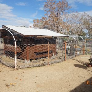 I built the nest boxes on three sides of the coop. There is a total of 16 nest boxes where eggs  can be gathered from the outside of the coop.