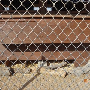 Additional nest boxes are available all around the outer edges of the crawl space of the coop.
