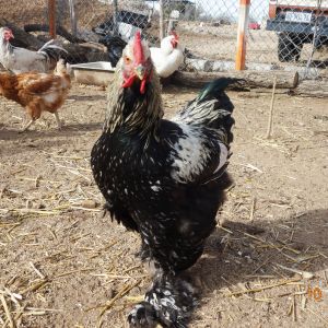 One of our two cochins.