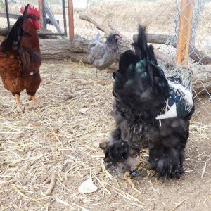 Look at those feathered legs of this cochin.
