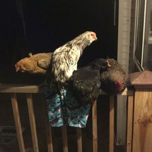 chickens hanging on the deck