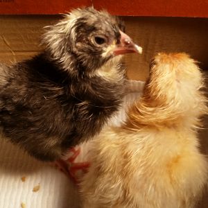 These two hatched within minutes of each other, though I had to assist the lighter one since it pipped in the middle of the egg.