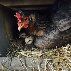 Barba (Cream Legbar) with her day-old EE chicks, Kukumatz and Quetzalcoatl
