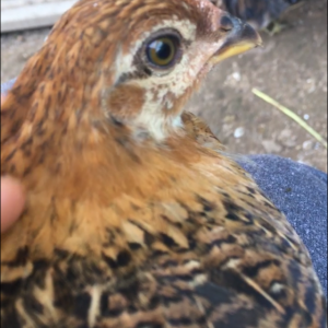 Quetzalcoatl at 1 month old