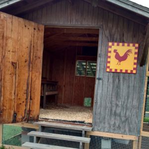 My wife and I remodeled old shed into a nice chicken coop
