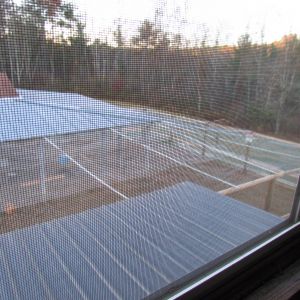 We covered the top of the run with chicken wire supported by metal conduit to keep out predators. we call it the "Tholian Web"