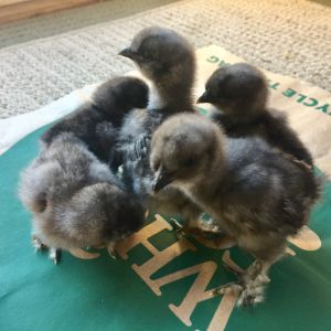 Blue Cochin Silkie mix