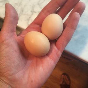 1st 2 eggs!