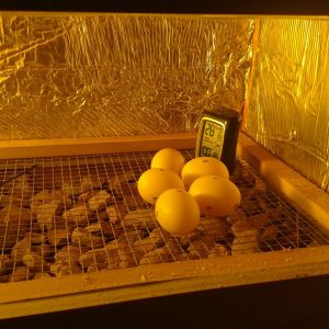 First time incubating eggs and first time building an incubator.  Prepared for a disastrous learning experience but... Hopeful