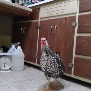 Penny