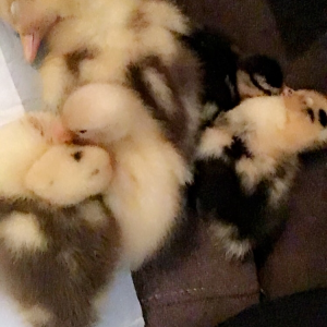 3 Ancona ducklings
2 Call Ducklings