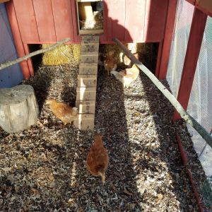 chickens in their new home enjoying a sunny 29 degree morning out in the run, I put straw bales under the front of the coop until the chickens learn to go in the coop at night  on their own