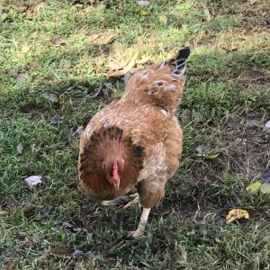 My Sweeeeeet Houdini Girl  When she was first put in the coop she went around to all the edges trying to escape.. Like Houdini :)