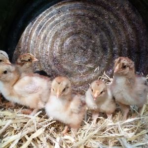 BPB chicks