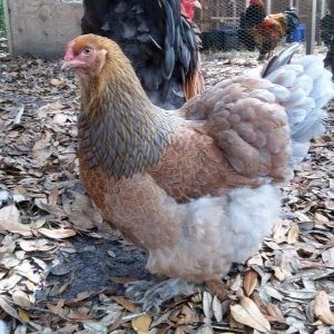 BP Brahma hen