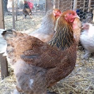 GP Brahma hen