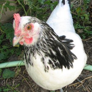 Henny Penny