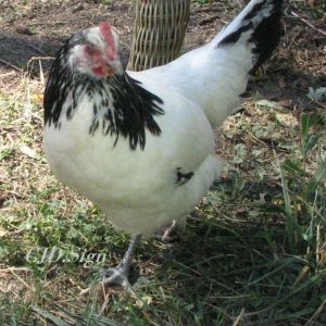 Henny Penny