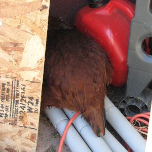 We had Burn laying in the wood and parts for the large chicken coop.