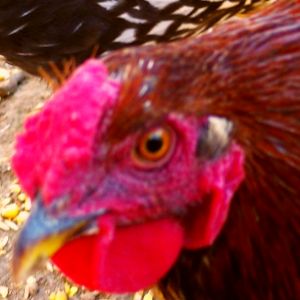 Roho is the one that follows me around pecking my hand and grabbing my fingers.