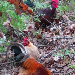 Foragers.