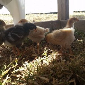 Their first walk outside.