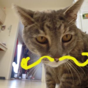 My cat with a mustache