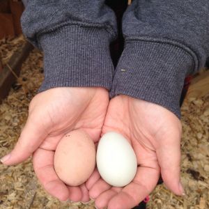 First egg compared to the decoy egg. Descent size!