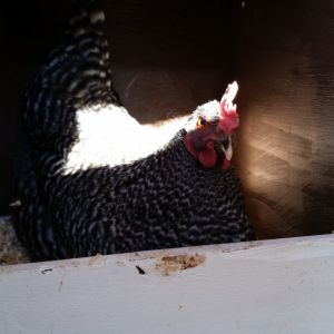 Barred Rock, 25 weeks old.