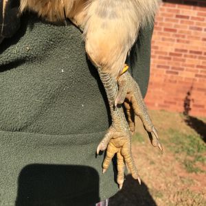 Eleanor Rigby's olive green legs and feets. I love how soft the underside of her toes are. She is a young Easter Egger.