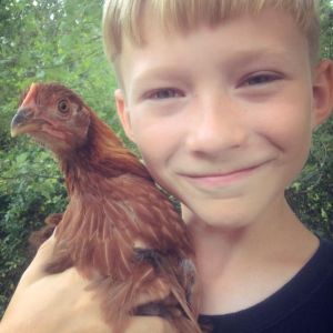 Obi Wan Henobi 
Half Grown Hen

Welsummer