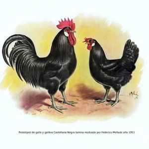 Castilian Black Hen Standard